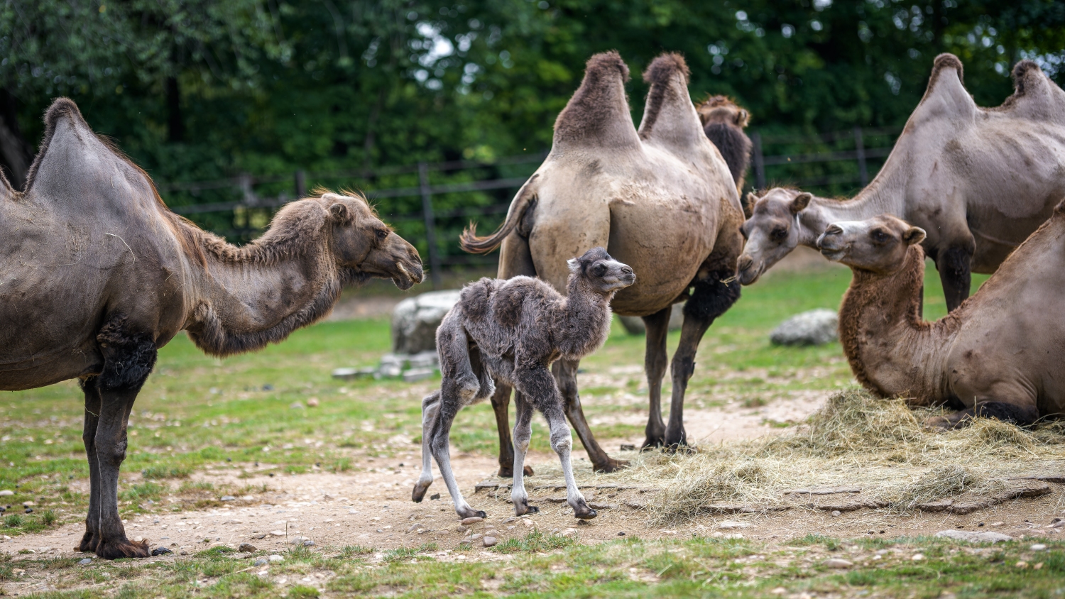 Červencové mládě velblouda dvouhrbého domácího uprostřed stáda. Foto: Petr Hamerník, Zoo Praha