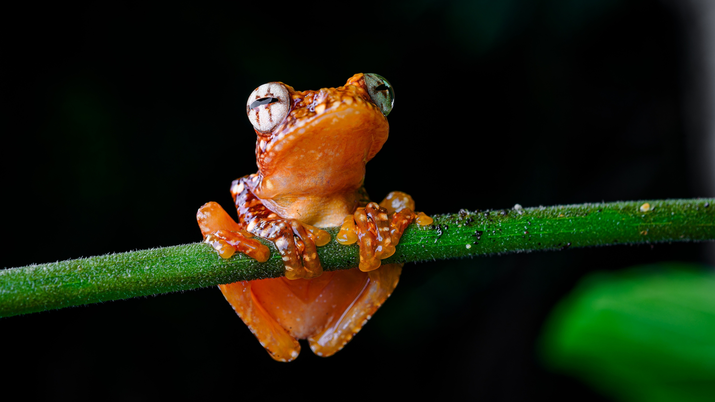 Young frogs are not able to glide and their skin is bright red and warty. Photo Petr Hamerník, Prague Zoo