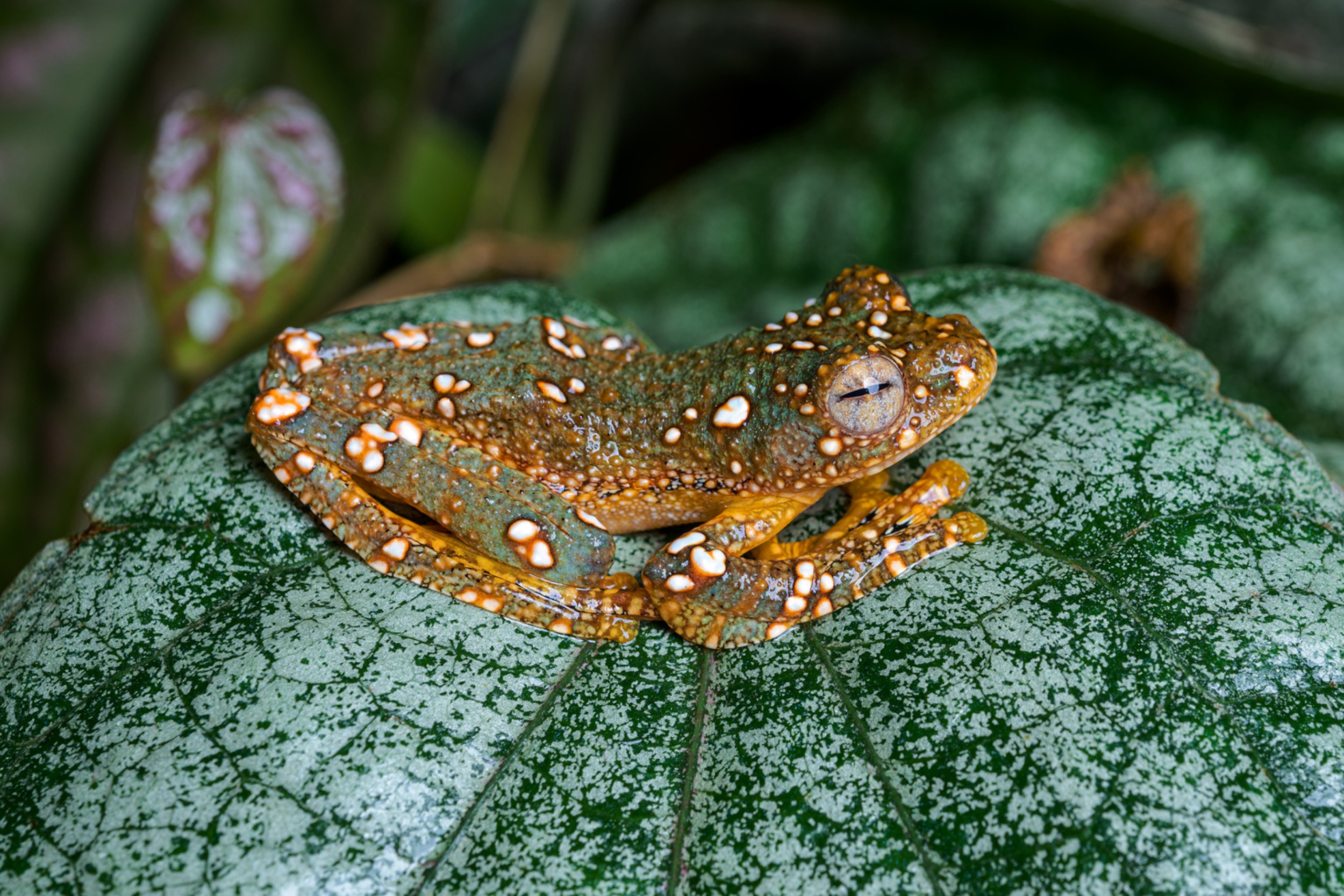 Wallace’s flying frogs owe their bright green coloration to carotenoids. Photo Petr Hamerník, Prague Zoo