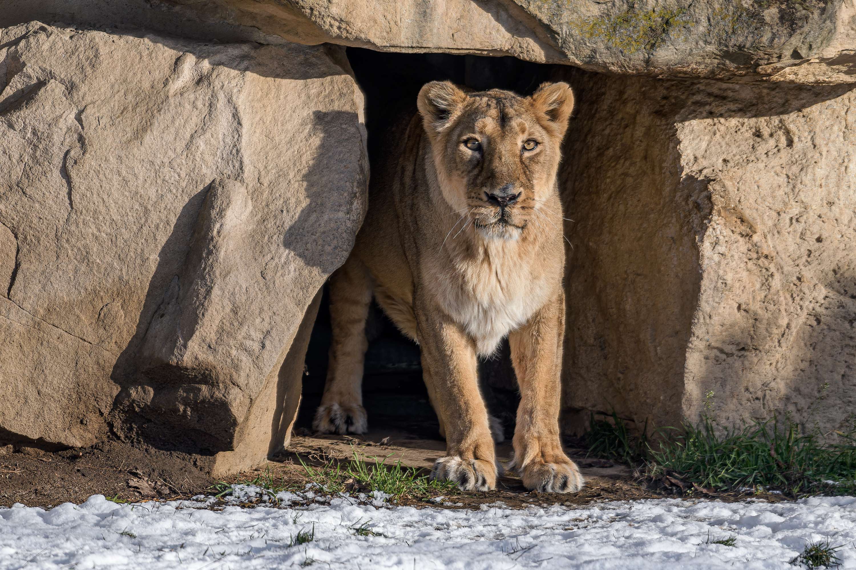 Samice lva indického Suchi. Foto: Petr Hamerník, Zoo Praha