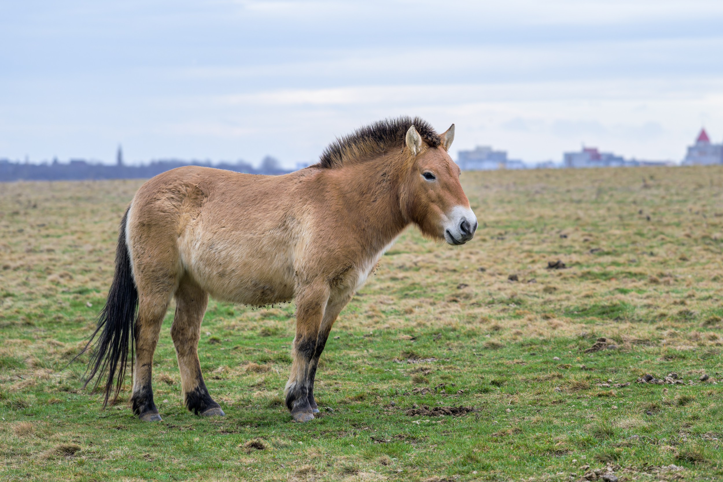 Klisnu Gruhne je možné poznat podle rozhozené hřívy. Foto: Petr Hamerník, Zoo Praha