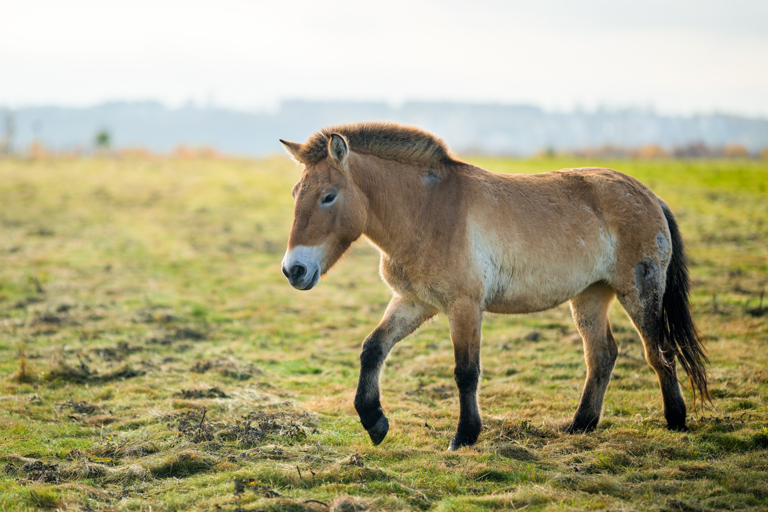 Khamiina má dole úzkou a nahoře širokou hlavu. Foto: Petr Hamerník, Zoo Praha