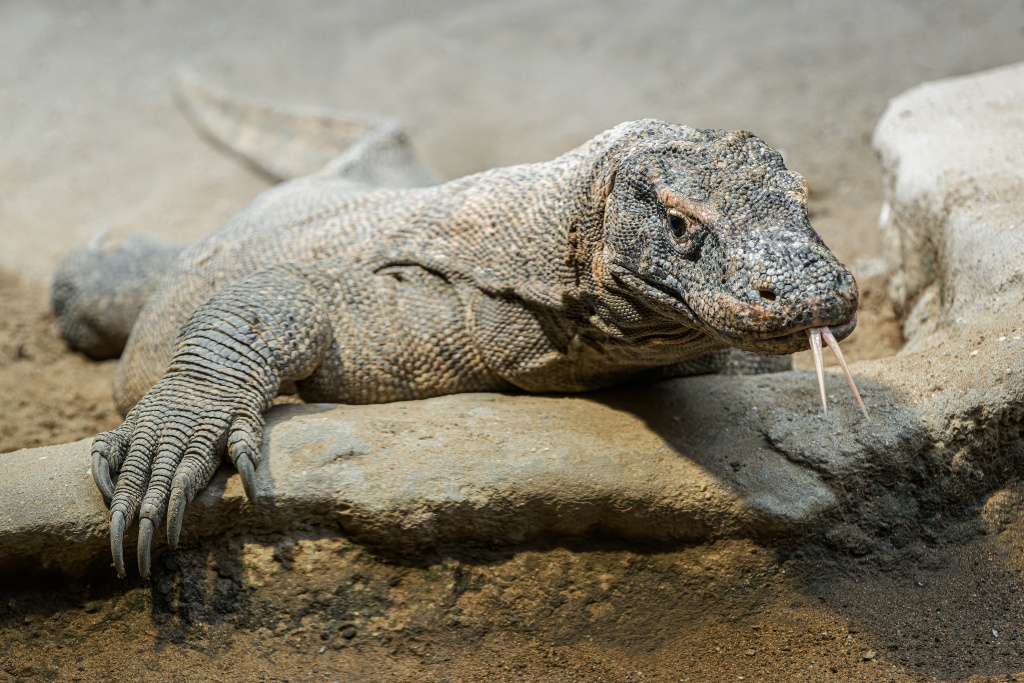 Aktuální snímek jednoho z plně vzrostlých varaních samců (synů samice Aranky) v pavilonu Indonéská džungle. Foto: Petr Hamerník, Zoo Praha