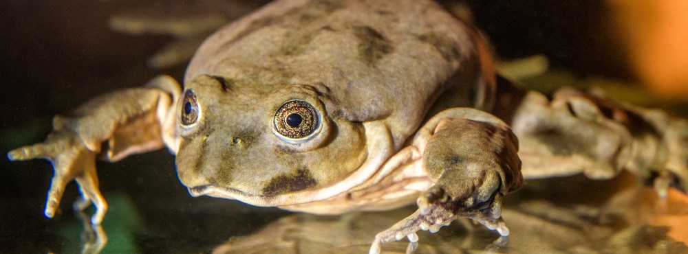 Water frog