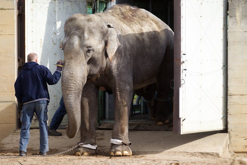 Stěhování Gulab, foto (c) Tomáš Adamec, Zoo Praha