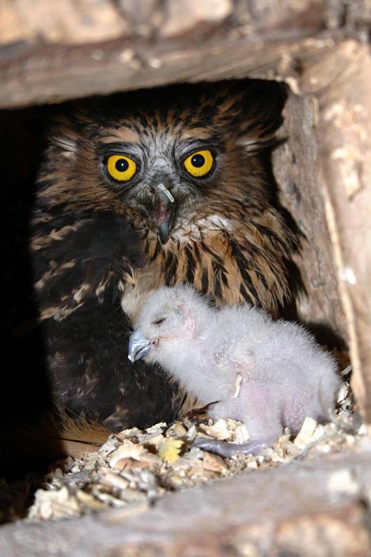 Dospělá ketupa malajská s mládětem. Foto (c) Antonín Vaidl, Zoo Praha