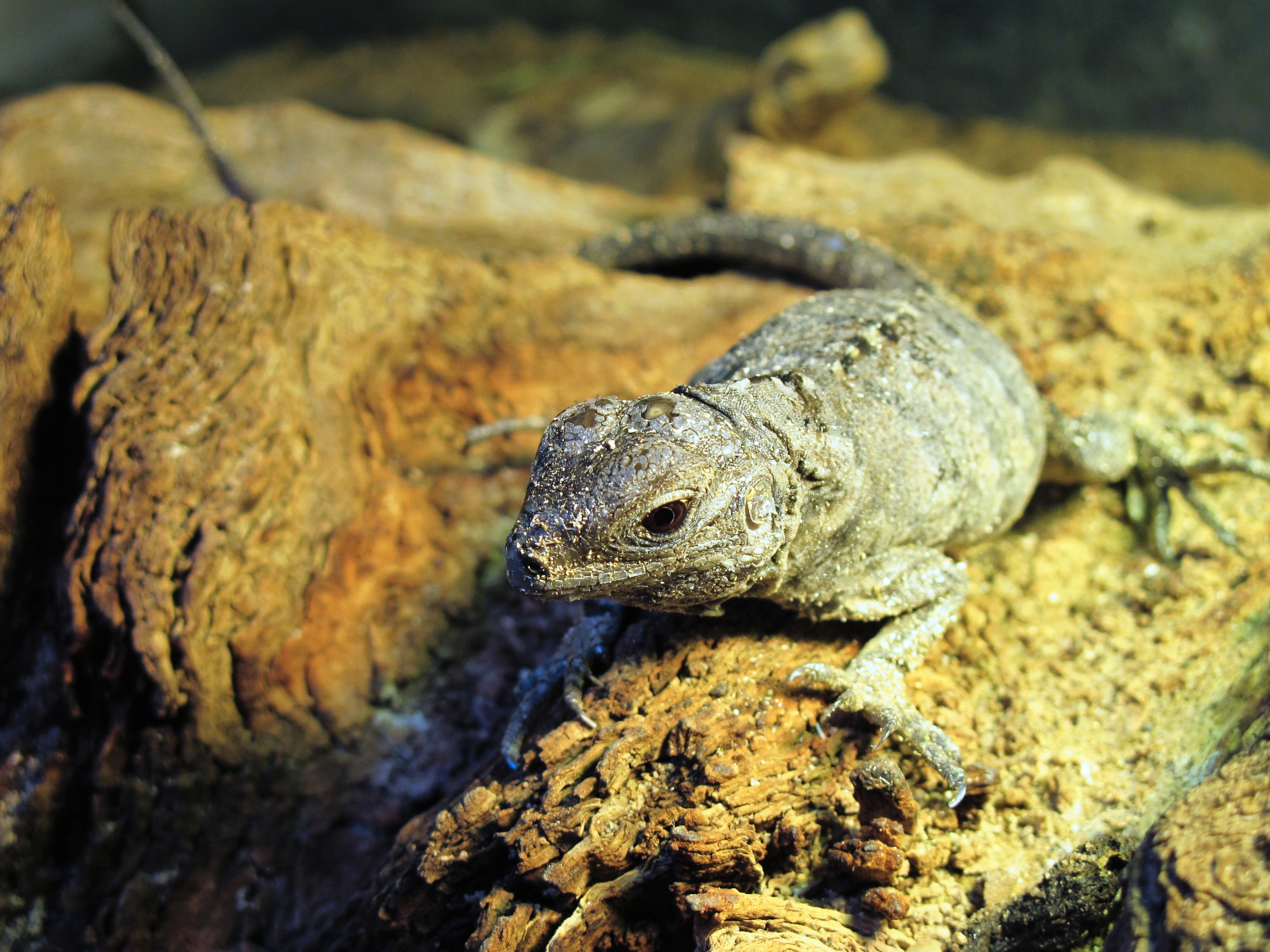 Mládě leguána kubánského. Foto: Jana Ptačinská Jirátová 