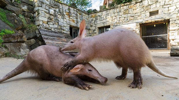 Poslední chvíle Kita ve společnosti matky Kvídy. Foto: Petr Hamerník, Zoo Praha.