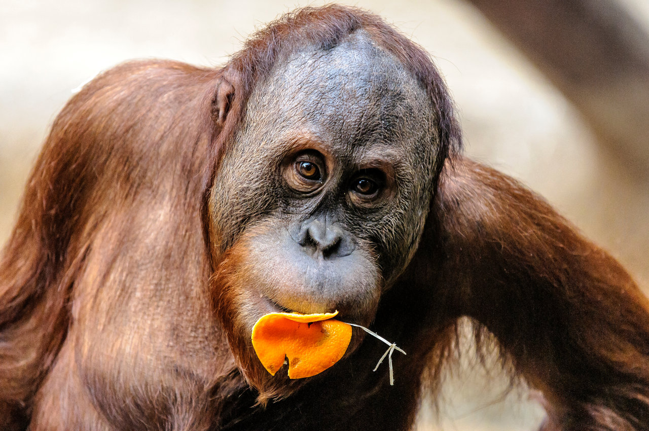  Orangutan  sumatersk  lexikon zv at