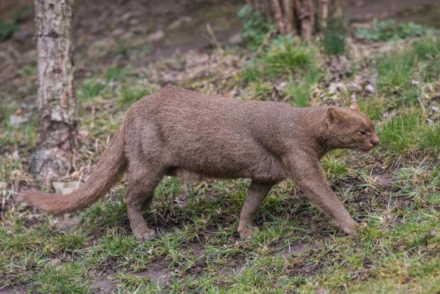 Jaguarundi, foto: Václav Šilha