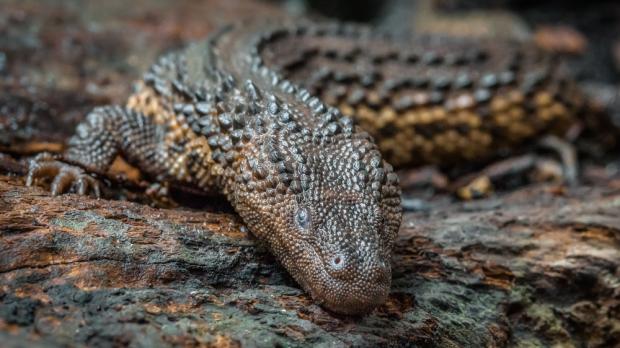 Foto: Petr Hamerník, Zoo Praha