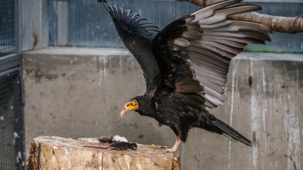 Foto: Petr Hamerník, Zoo Praha