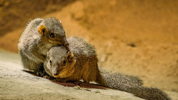 Foto: Petr Hamerník, Zoo Praha