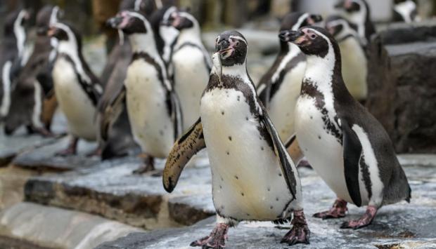 Foto: Petr Hamerník, Zoo Praha