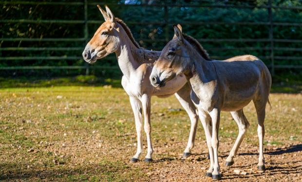 Samice kulana, foto: Petr Hamerník, Zoo Praha