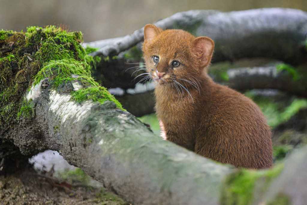 Mládě jaguarundi, foto: Petr Hamerník