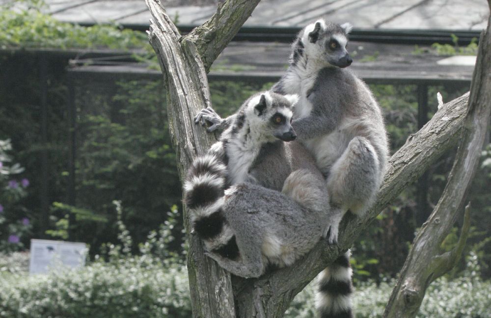 Lemur kata - lexikon zvířat