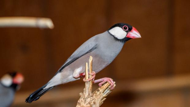 Foto: Petr Hamerník, Zoo Praha