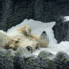 Vítaným zpestřením a možností uplatnit vynikající čich je pro mnohá zvířata pachový enrichment. Foto: Petr Hamerník, Zoo Praha.