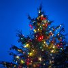 Tradiční vánoční strom se v Zoo Praha rozsvítí v neděli 27.11. Autor: Petr Hamerník, Zoo Praha