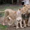 Čistokrevní lvi indičtí samec Jamvan a samice Ginni ve výběhu pražské zoo. Foto: Petr Hamerník, Zoo Praha