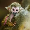 Foto Petr Hamerník, Zoo Praha