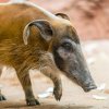 Sedmiletá samice Jasna se narodila ve Vratislavi, do Zoo Praha ale přišla ze Zoo Magdeburk. Foto Petr Hamerník, Zoo Praha