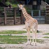 Těžší začátek života Johanka zvládla a nyní si už užívá venkovní výběh. Foto Oliver Le Que, Zoo Praha