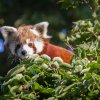  Nová samička pandy červené Regica se dá zatím odlišit od samce i barvou srsti ve tváři. Oproti samci je dle chovatelů mnohem světlejší. Foto: Tereza Mrhálková, Zoo Praha