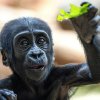 Gaia vedle sání mateřského mléka cumlá i pevnou stravu, zejména zeleninu, která při jídle upadne od pusy matce Kijivu. Foto Tereza Mrhálková, Zoo Praha