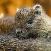 Mláďata hutií jsou aktivní po celý den. Návštěvníci je v areálu zoo najdou nad Indonéskou džunglí, jen pár kroků od výběhu pro vydry. Foto Petr Hamerník, Zoo Praha