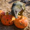 S dýní plnou chutných buráků a pekanových ořechů si budou muset poradit nestoři kea. Foto Petr Hamerník, Zoo Praha