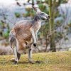 Expozice klokanů v pražské zoo jsou nyní plné mláďat. Samici klokana rudého Karkulku poznají návštěvníci snadno podle cihlově zbarvené srsti. Foto Petr Hamerník, Zoo Praha