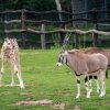 Malá žirafa se už seznámila nejen se členkami svého stáda ale i s dalšími obyvateli Afrického domu. Foto Oliver Le Que, Zoo Praha