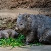 Samička vombata Mersey působí po boku své matky Winkleigh ještě stále velmi drobně. Foto Oliver Le Que, Zoo Praha