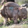 Divoký vombat obecný sužovaný svrabem. Označení modrou barvou je znamením pro lidi, že u zvířete už byla zahájena léčba. Foto Wombat Rescue