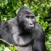 Stříbrohřbetý samec Bonane, který vede jednu ze dvou tamních habituovaných skupin goril východních. Foto Miroslav Bobek, Zoo Praha