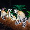 Na výstavě se rozsvítí i rodina madagaskarských lemurů kata. Zdroj: Garden of Lights