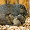 Dvoutýdenní mláďata hutií sice stále pijí mateřské mléko, avšak zkoušejí už i pevnou stravu. Oblíbenou pochoutkou dospělců jsou kromě kořenové zeleniny i vařené brambory. Foto Petr Hamerník, Zoo Praha