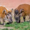 V popředí Jasna, v pozadí samec. Toho lze poznat podle výrůstků na tvářích. Foto Petr Hamerník, Zoo Praha