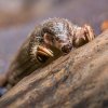 Luskouni se vyskytují v osmi druzích v subsaharské Africe a v jižní Asii. Foto Petr Hamerník, Zoo Praha