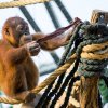 Foto Petr Hamerník, Zoo Praha