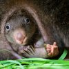 Vombatí samička dostala jméno Mersey podle řeky v oblasti Cradle Mountain na Tasmánii, kde bylo zaznamenáno největší množství pozorování vombatů obecných. Foto Petr Hamerník, Zoo Praha