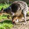 Skupinka klokanů Hagenových se nyní s dvěma mláďaty rozrostla na osm členů. Foto Petr Hamerník, Zoo Praha