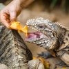 Z plazů si na lahodné dýni pochutnají velké želvy a leguáni kubánští. Foto Petr Hamerník, Zoo Praha