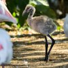 Plameňáci chilští se líhnou šedě ochmýření. Podobu dospělce získají až kolem pátého měsíce života. Foto Petr Hamerník, Zoo Praha