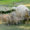 Mláďata kapybar se v Zoo Praha těší velké oblibě návštěvníků. Jejich rodiče Kapík a Bára již jména mají, avšak jména letošních trojčat zoo teprve odtajní během výroční slavnosti 28. září v 15 hodin. Foto Petr Hamerník, Zoo Praha