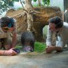 Společně s chovatelem Davidem Valou si herec Ondřej Sokol prohlédl malou Mersey zblízka přímo ve vaku její matky Winkleigh. Foto Petr Hamerník, Zoo Praha