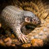 Zoo Praha je jedna ze dvou evropských zoologických zahrad, kde můžete luskouny krátkoocasé spatřit. Foto Petr Hamerník, Zoo Praha