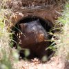 Zachráněný vombat vyhlíží z umělé nory vybudované pracovníky organizace Wombat Rescue. Tohoto jedince dělí už jen málo od návratu do volné přírody. Foto Wombat Rescue